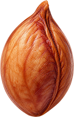 Le noyau de la cerise